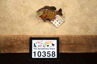 10358 Bluegill 10 Taxidermy Fish Mount  Crappie Sunfish
