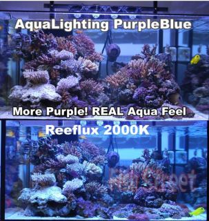 aqua lighting 250w purple blue compare vs with reeflux 20000k blue