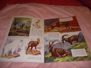 How to Draw and Paint Hoofed Animals Walter Foster