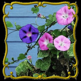 Tall Mixed Morning Glory Wildflower Seeds.gif