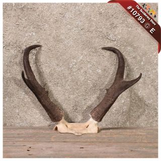 10793 E  Pronghorn Antelope Horns Antlers for Taxidermy Mount or 