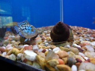 15 Live Trapdoor Snails Koi pond fish aquarium TANK ALGA CONTROL CLEAN 