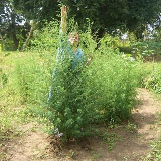 Organic The Artemisia Garden Collection