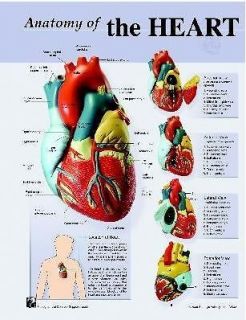 human heart anatomy poster chart 19 x 24 time left