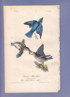 Audubon Birds of America Print First Edition 1840 Common Blue Bird 134 