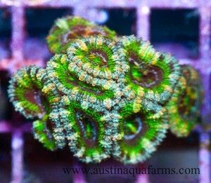 Aaf Le Live Coral Ultra Grade Rainbow Acan Aussie Lord