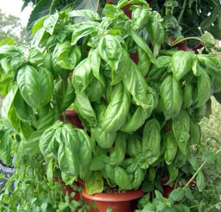 Heirloom Herbs Italian Large Leaf Basil 100 Seeds Chefs Favorite