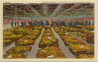 Tobacco Auction in Kentucky Vintage Linen Postcard