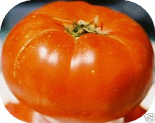 Beefsteak Heirloom OP Tomato Open Pollinated Vegetable 75 Seeds + Free 