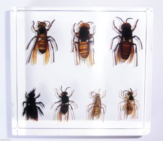 Insect Collection Set 7 Bee Wasp Hornet Specimen