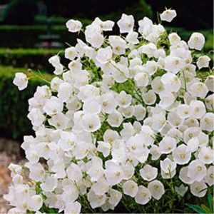Bellflower Campanula White Clips Quart Perennial Plant