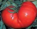 tomato beefsteak 40 seeds