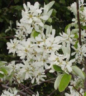 Kupferfelsenbirne (Amelanchier lamarckii) Zierstrauch im Container 60 