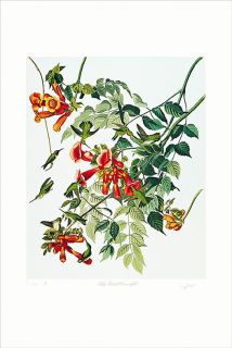   edition lithograph ruby throated hummingbird m bernard loates 667 1000
