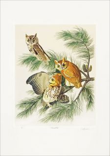 audubon screech owls limited edition m bernard loates 438 1000