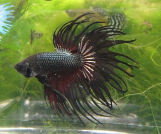 Black Red Male Crowntail Live Betta Fish
