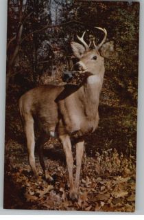 Postcard Greetings from Maine Big Buck Deer Russ Poem