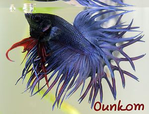 Blue Cross Ray Crown Tail Male Live Betta Fish Imported crowntail