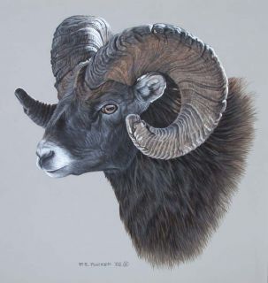Ron Parker Bighorn Sheep Original Painting Canadian Listed Artist 