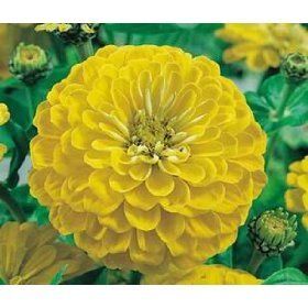 Zinnia Canary Bird 200 sds blooms in 9 weeks FREE Free Ship on 