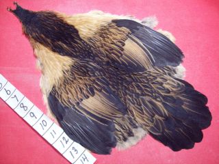 Hen Full Skin Feathers Fly Tying Materials Indian Crafts Hats Jewelry 