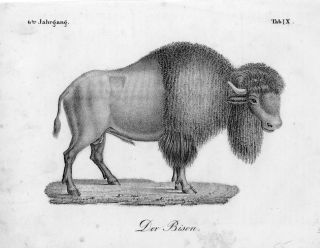 American Bison Lithograph from 1855