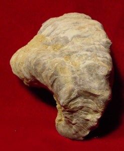 Fossil Bivalve Ostrea Texigryphaea Navia Texas S894