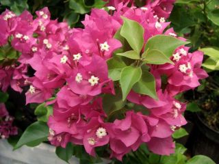 Vera Blakeman as most bougainvilleas, need to be exposed to full sun 
