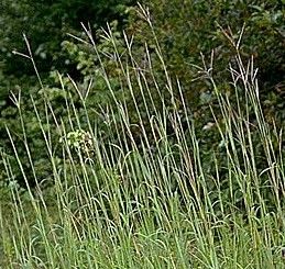 big bluestem is a warm season perennial bunchgrass that grows up to 6 