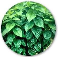   Green Tea Herbal Tea Reduce Blood Sugar Cholesterol Weight Loss