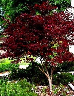 BLOODGOOD Japanese Red Maple Tree 5 Seeds GREAT BONSAI Fall Planting 