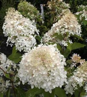 Pee Gee Hydrangea Beautiful Flowering Ornamental Shrub