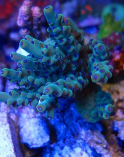 Cornbreds German Blue Polyp Acro Live Coral
