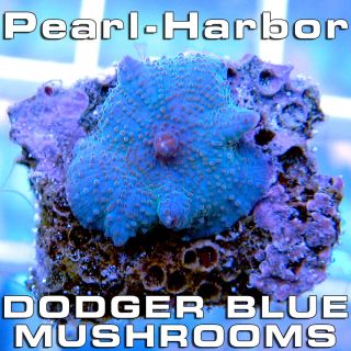 The BEST Mushrooms on EARTH DODGER BLUE MUSHROOMS Live Coral Nano Reef 