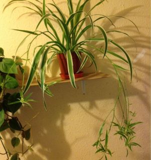    Plant Wow Amazing House Plants 99p Wow Tropical Bonanza LIVE Fast