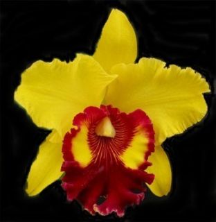 Blc. Willette Wong The Best Beautiful cattleya orchid plant