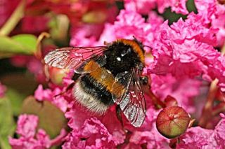 le lilas d ete attire les abeilles bourdons et papillons