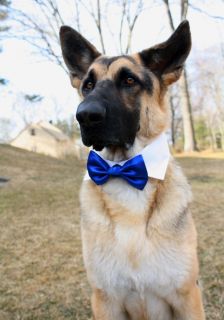 Boy Dogs Cats Shirt Collar Adjustable Costume Wedding Formal for Bow 