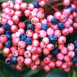 Brandywine Viburnum Shrub Beautiful Berries Hardy