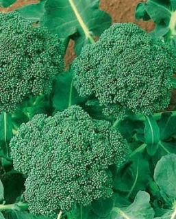 30+ Organic Heirloom Broccoli Seeds  Green Sprouting Calabrese