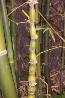 Bambusa Tuldoides Ventricosa Buddha Belly Bamboo