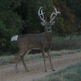 Hunt 190 to 200 Trophy Whitetail Bucks in Arkansas Gun Season Opens 