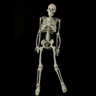   Quality 33 5  Skeleton Halloween Prop Much Smaller Than Bucky