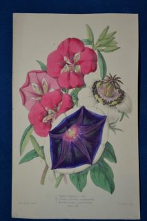   Hand Colored Botanical James Andrews Floral Magazine 1860