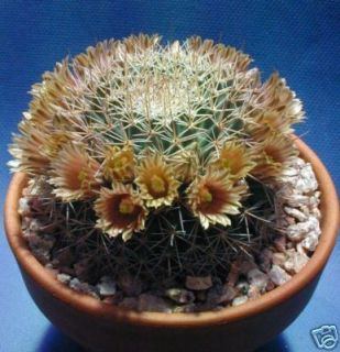 Mammillaria Gummifera cacti RARE Cactus Seed 20 Seeds