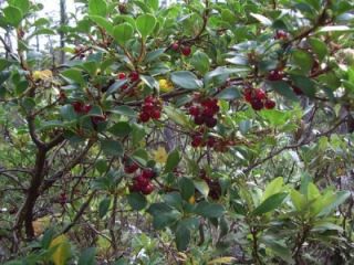 Coprosma Hirtella Coffee Berry Bush Tucker Seed N 261
