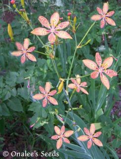 12 Blackberry Lily Iris Seeds Perennial Orange Leopard