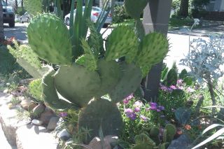 Prickly Pear Cold Hardy Cactus Opuntia Engelmannii Live Plant Yellow 