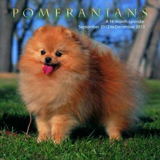 Pomeranians 2013 Wall Calendar