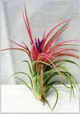 Tillandsia Victoriana Air Plant Leaves blush pink when in bloom